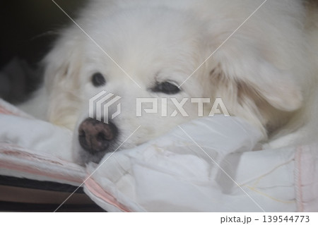 老犬との生活 139544773