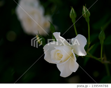 美しい純白の薔薇 139544788