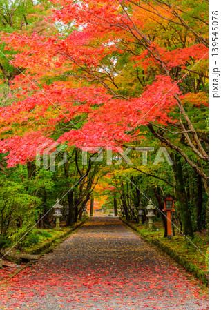 京都・大原野神社 鮮やかな紅葉のトンネルと真っ直ぐ続く石畳の参道風景 京都・大原野神社 鮮やかな紅葉のトンネルと真っ直ぐ続く石畳の参道風景 139545078
