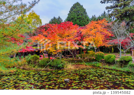京都・大原野神社 鯉沢の池にせり出す鮮やかな紅葉と茶屋のある風景 139545082