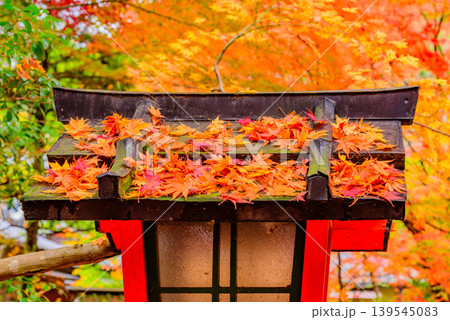 京都・大原野神社 木製灯籠の屋根に降り積もる色鮮やかな散り紅葉と和の情景 139545083