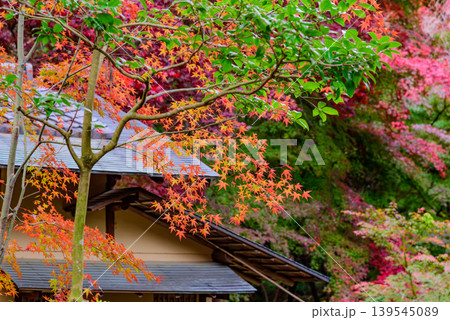 京都・大原野神社 伝統的な社殿の屋根と鮮やかに色づく紅葉のボケ味を活かした秋景 139545089