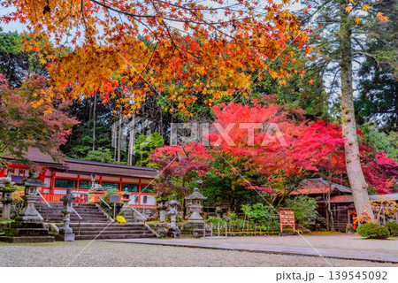 京都・大原野神社 秋の境内 鮮やかな紅葉に包まれた拝殿と広場の風景 京都・大原野神社 秋の境内 鮮やかな紅葉に包まれた拝殿と広場の風景 139545092