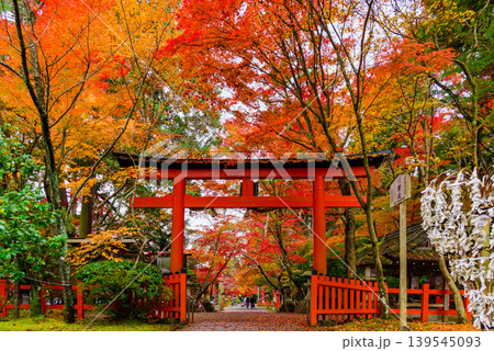 京都・大原野神社 鮮やかな紅葉のトンネルに包まれた鳥居と参道の風景 京都・大原野神社 鮮やかな紅葉のトンネルに包まれた鳥居と参道の風景 139545093