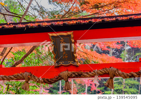 京都・大原野神社 鮮やかな紅葉を背にした鳥居の扁額としめ縄の秋風景 京都・大原野神社 鮮やかな紅葉を背にした鳥居の扁額としめ縄の秋風景 139545095