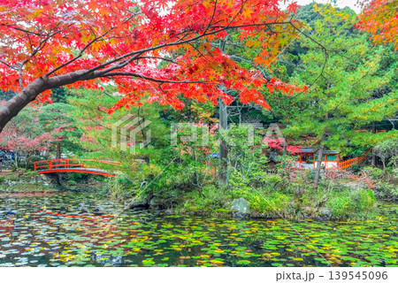 京都・大原野神社 鯉沢の池に架かる朱塗りの太鼓橋と鮮やかな紅葉の風景 京都・大原野神社 鯉沢の池に架かる朱塗りの太鼓橋と鮮やかな紅葉の風景 139545096