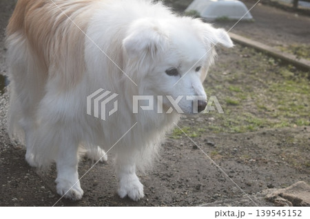 老犬との生活 老犬との生活 139545152