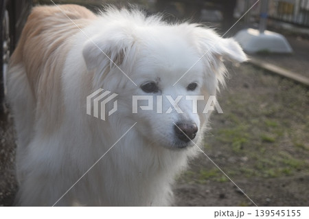 老犬との生活 139545155