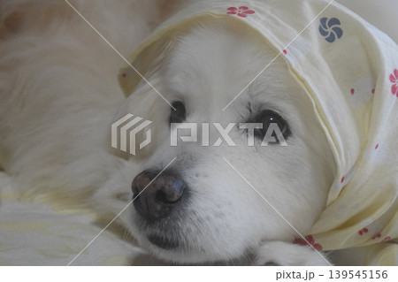 老犬との生活 139545156