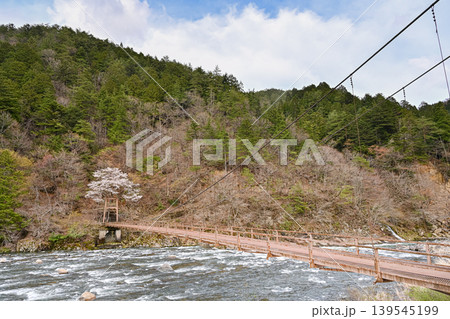 清流長良川に架かる古いつり橋とその先にある桜の風景写真　【郡上市、岐阜県、日本】 139545199