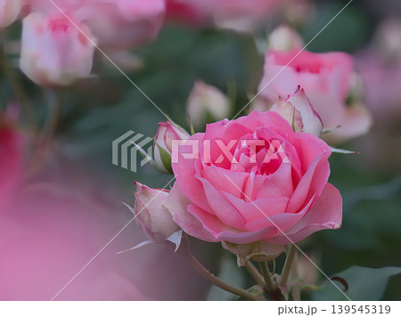 可憐なピンク色の薔薇 139545319