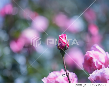 咲き掛けのピンク色の薔薇 139545325