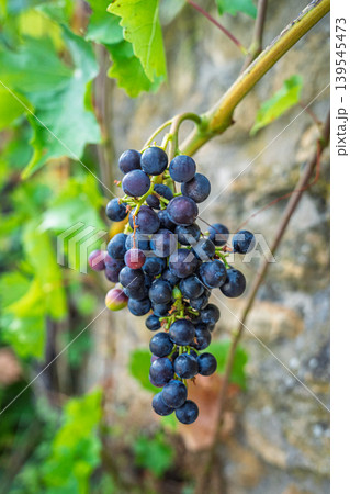 Close-up of ripe grapes on a vine in Tuscany, Italy, poised for harvest and traditional winemak 139545473