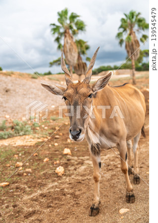 Close-up portrait of a common eland antelope at Cabarceno Natural Park in Spain, detailed head Close-up portrait of a common eland antelope at Cabarceno Natural Park in Spain, detailed head 139545479