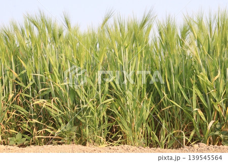 Barley plant on farm for harvest are cash crops Barley plant on farm for harvest are cash crops 139545564