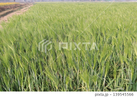 Barley plant on farm for harvest are cash crops Barley plant on farm for harvest are cash crops 139545566