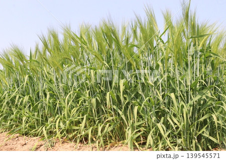 Barley plant on farm for harvest are cash crops 139545571