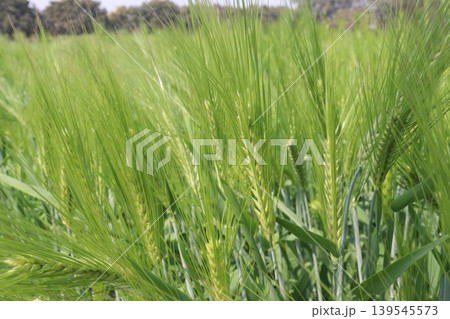 Barley plant on farm for harvest are cash crops Barley plant on farm for harvest are cash crops 139545573