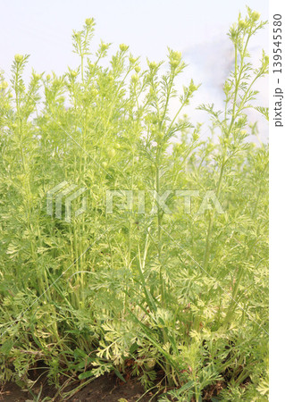 black cumin plant on firm for harvest black cumin plant on firm for harvest 139545580