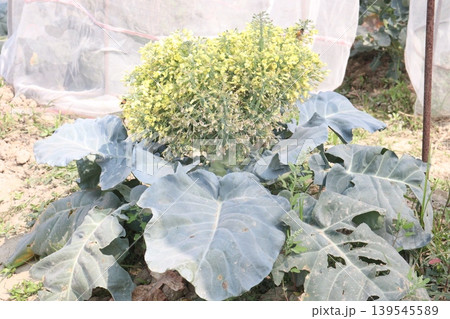 Cauliflower seedling on farm for harvest 139545589