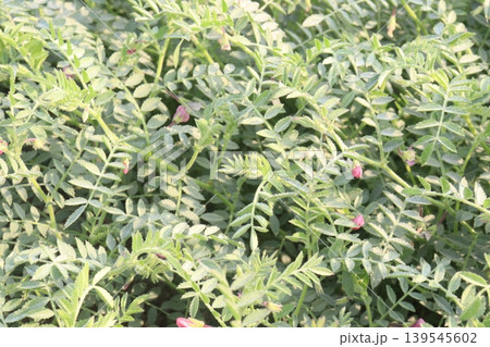 Chickpea plant on farm for harvest Chickpea plant on farm for harvest 139545602