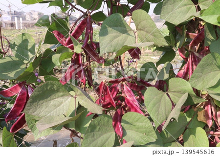 Red Edamame on tree in farm for harvest 139545616
