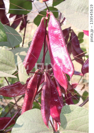 Red Edamame on tree in farm for harvest Red Edamame on tree in farm for harvest 139545619