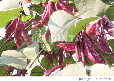 Red Edamame on tree in farm for harvest Red Edamame on tree in farm for harvest 139545620