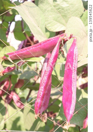 Red Edamame on tree in farm for harvest Red Edamame on tree in farm for harvest 139545622