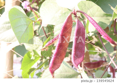 Red Edamame on tree in farm for harvest Red Edamame on tree in farm for harvest 139545624