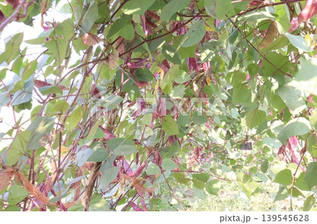Red Edamame on tree in farm for harvest 139545628