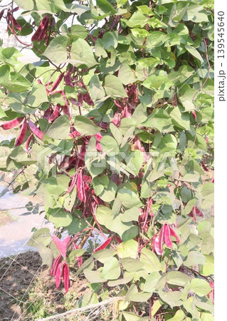 Red Edamame on tree in farm for harvest 139545640