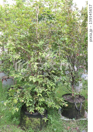 jaboticaba, Brazilian grape tree plant on farm for harvest jaboticaba, Brazilian grape tree plant on farm for harvest 139545657