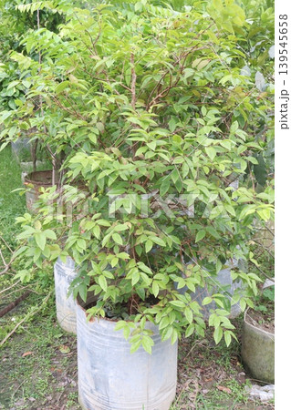 jaboticaba, Brazilian grape tree plant on farm for harvest jaboticaba, Brazilian grape tree plant on farm for harvest 139545658