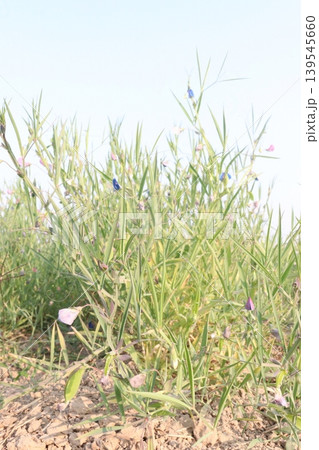 Lathyrus sativus farm for harvest Lathyrus sativus farm for harvest 139545660