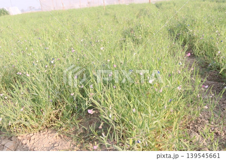 Lathyrus sativus farm for harvest Lathyrus sativus farm for harvest 139545661