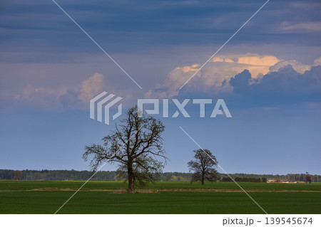 Spring oak tree in green meadow and blue sky Spring oak tree in green meadow and blue sky 139545674