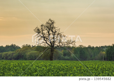 Spring oak tree in green meadow and blue sky Spring oak tree in green meadow and blue sky 139545682