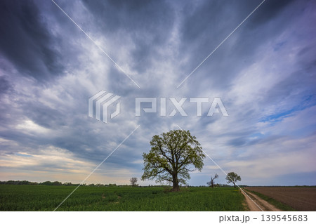 Spring oak tree in green meadow and blue sky Spring oak tree in green meadow and blue sky 139545683