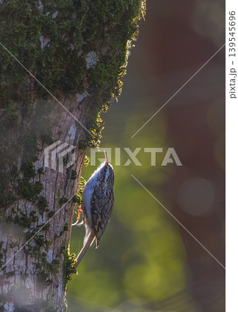 Tree creeper bird foraging on tree trunk 139545696
