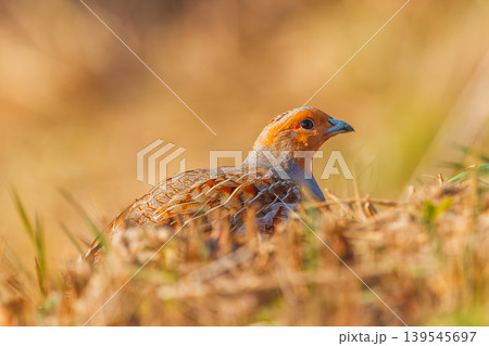 A freckle partridge - Perdix perdix 139545697