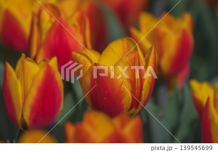 Bicolored red and yellow tulips in sunny day fully open with green background close up Bicolored red and yellow tulips in sunny day fully open with green background close up 139545699