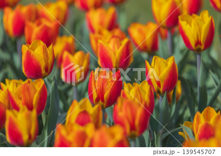 Bicolored red and yellow tulips in sunny day fully open with green background close up Bicolored red and yellow tulips in sunny day fully open with green background close up 139545707