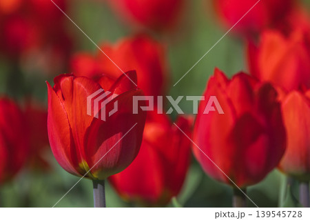 Bicolored red tulips in sunny day fully open with green background close up 139545728