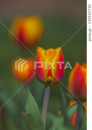 Bicolored red and yellow tulips in sunny day fully open with green background close up Bicolored red and yellow tulips in sunny day fully open with green background close up 139545730