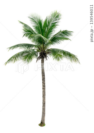 Tropical coconut tree isolated on white background for architecture and advertising design, summer beach concept with palm plant, perfect for tourism promotion, resort visuals and decorative landscape Tropical coconut tree isolated on white background for architecture and advertising design, summer beach concept with palm plant, perfect for tourism promotion, resort visuals and decorative landscape 139546011