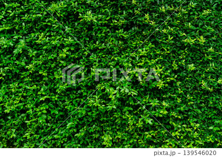 Closeup evergreen hedge plants. Small green leaves in hedge wall texture background. Eco evergreen hedge wall. Ornamental plant in backyard garden. Many leaves reduce dust in air. Natural backdrop. Closeup evergreen hedge plants. Small green leaves in hedge wall texture background. Eco evergreen hedge wall. Ornamental plant in backyard garden. Many leaves reduce dust in air. Natural backdrop. 139546020