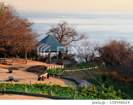 神奈川県中郡二宮町・吾妻山公園 神奈川県中郡二宮町・吾妻山公園 139546024