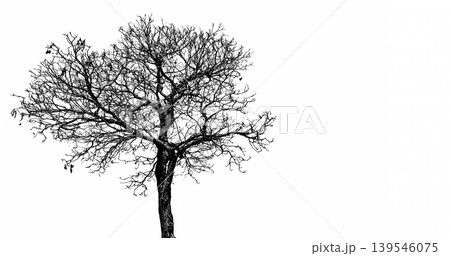 Silhouette of dead tree isolated on white background, minimal spooky composition for Halloween theme, representing death, loneliness and peaceful stillness in abstract artistic concept. Silhouette of dead tree isolated on white background, minimal spooky composition for Halloween theme, representing death, loneliness and peaceful stillness in abstract artistic concept. 139546075