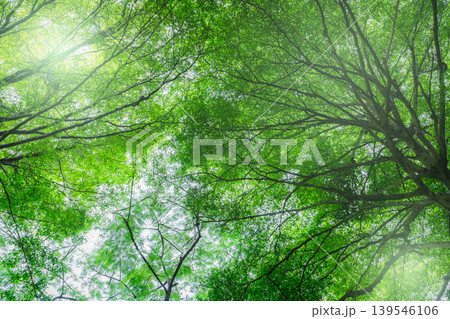 Bottom view of tree with green leaves in tropical forest with sun light. Fresh environment in park. Green tree give oxygen in summer garden. Environmental conservation. Ecology concept. Save the earth 139546106